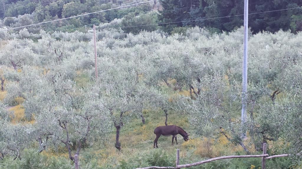 פשיה Podere"Sulle Soglie Del Bosco" Appartament And Rooms מראה חיצוני תמונה