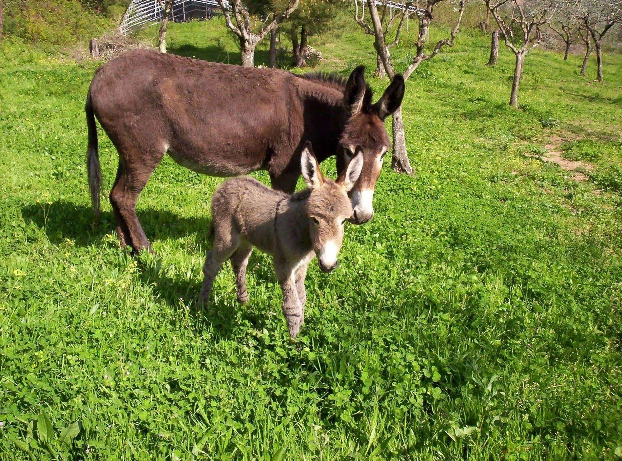 פשיה Podere"Sulle Soglie Del Bosco" Appartament And Rooms מראה חיצוני תמונה